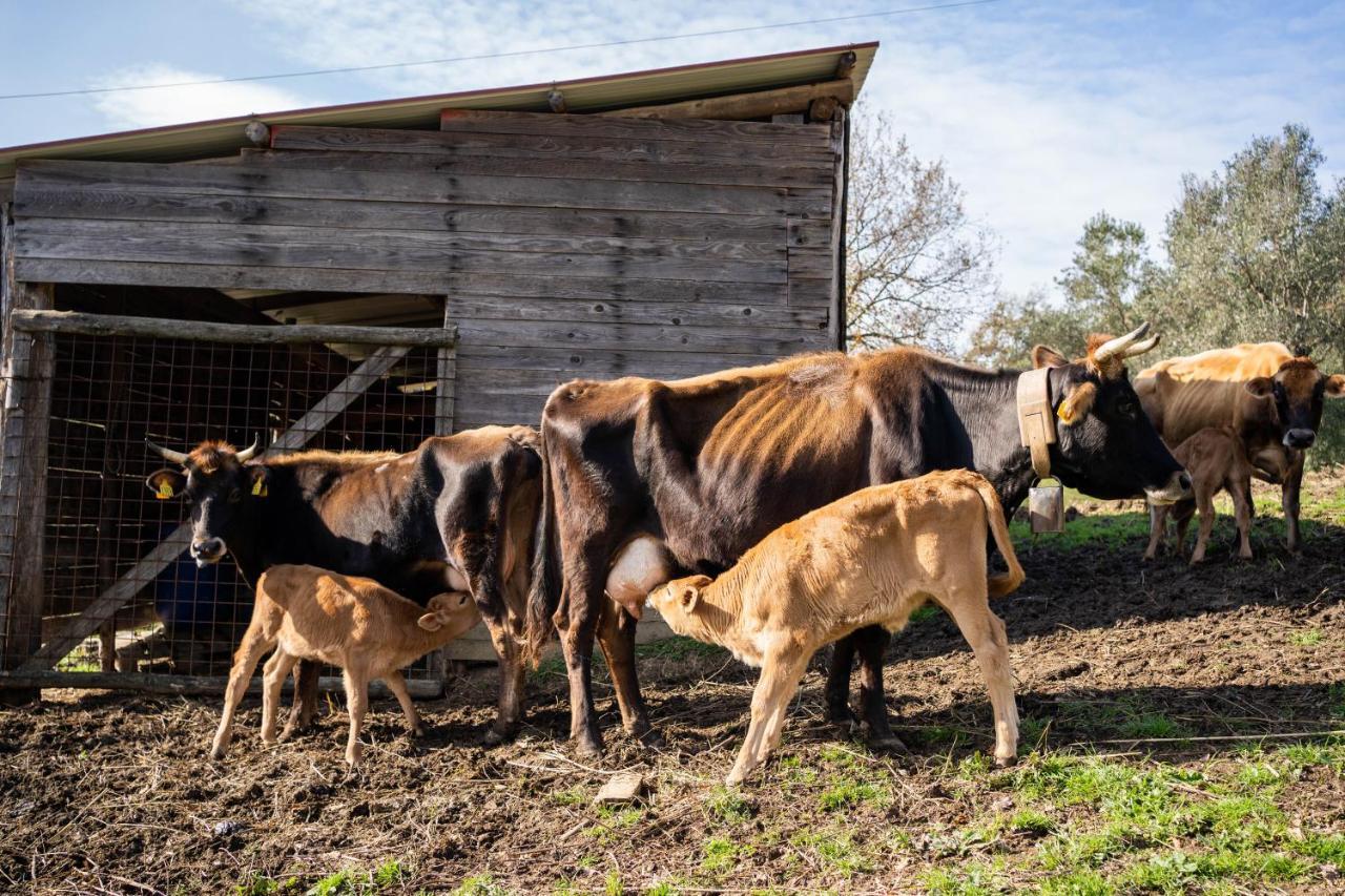 Agriturismo San Basilio Salento Zewnętrze zdjęcie